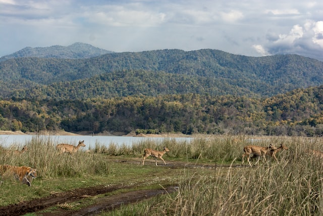 What Makes Jim Corbett Park A Major Tourist Destination