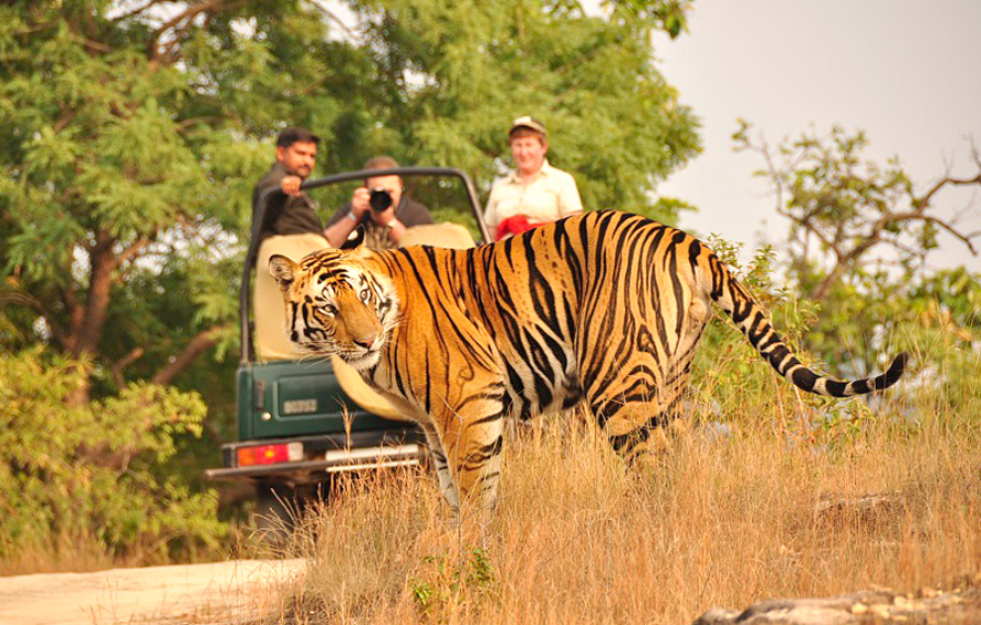 The Story Behind the Jungle: A Historical Journey through Jim Corbett National Park